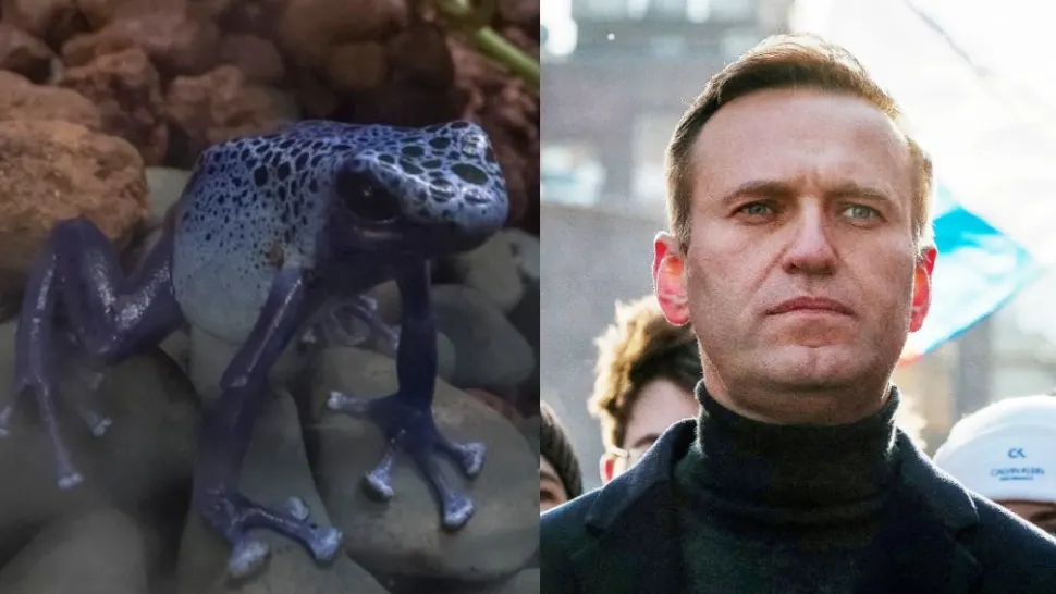 Alexei Navalnîi ar fi fost otrăvit cu o toxină extrem de rară, din venin de broaște