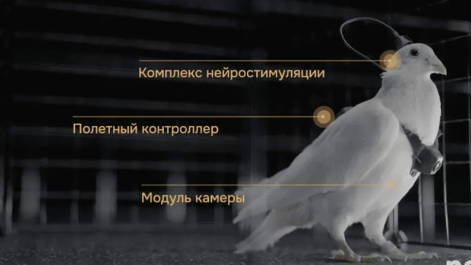 Rușii fac porumbei-cyborg. O companie susține că poate transforma păsările în drone de spionaj