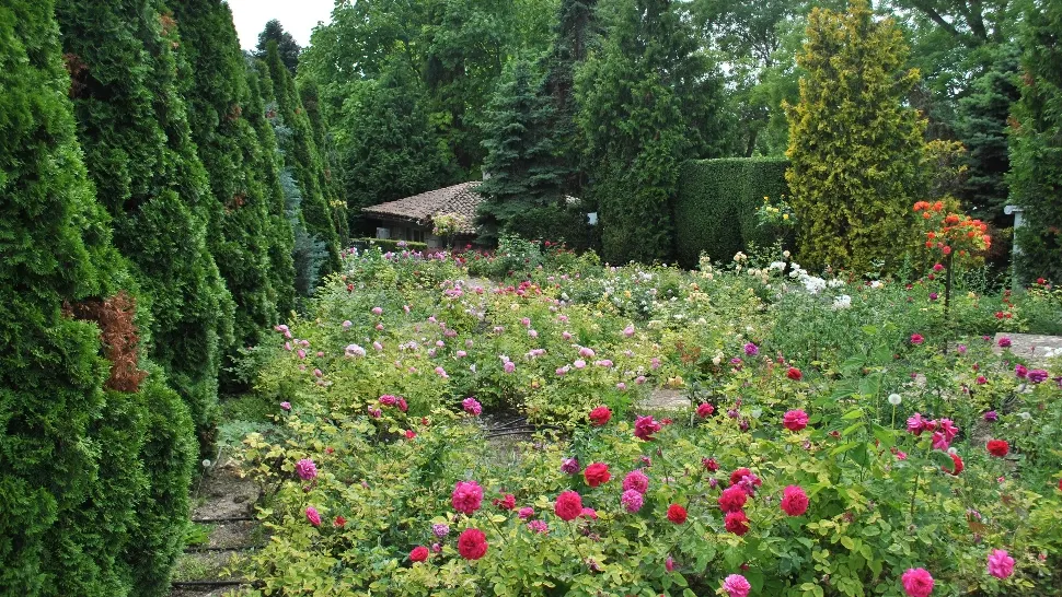 Greșelile care îți pot distruge grădina fără să-ți dai seama. Cum trebuie udate corect plantele