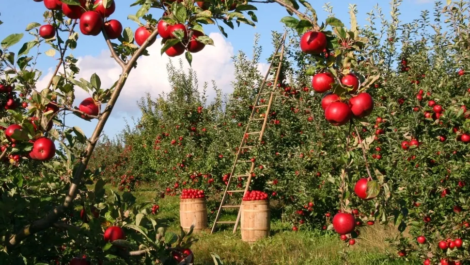 Top 7 pomi fructiferi longevivi pentru o grădină de durată. Îi plantezi o dată și te bucuri de roade ani la rând