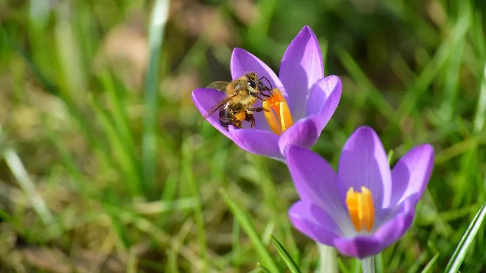 Vremea azi, 1 martie: temperaturi peste normalul perioadei. Maximele ajung la 17 grade în unele regiuni