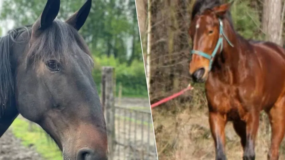 Cai de curse furați în Belgia, găsiți aproape morți de foame în România - FOTO