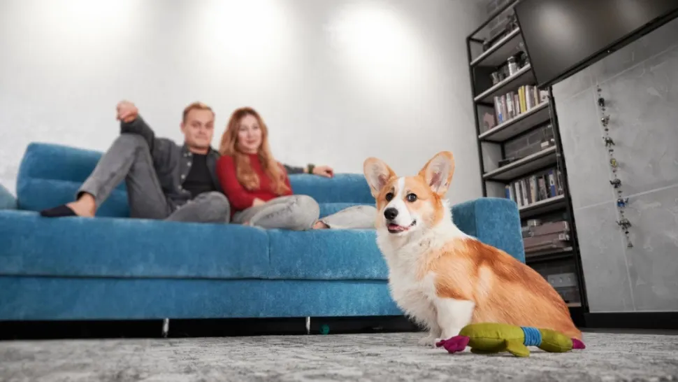Câte animale de companie ai voie să ții în apartament și de ce s-ar putea să plătești mai mult la întreținere din cauza lor