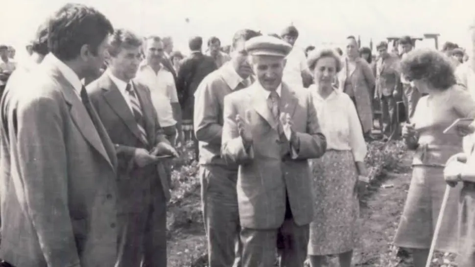 „Minunile zootehniei” din epoca Ceaușescu: porci de o tonă, oi care se înmulțeau peste noapte și prosperitate  doar în ziare - documente CNSAS