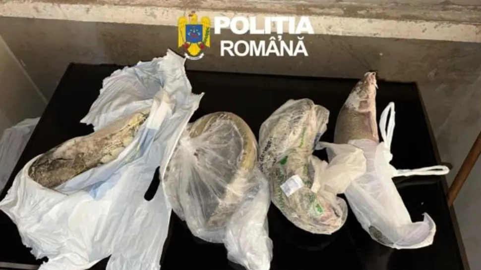 Cinci bărbați reținuți după descinderi pentru pescuit ilegal în Arad și Timiș
