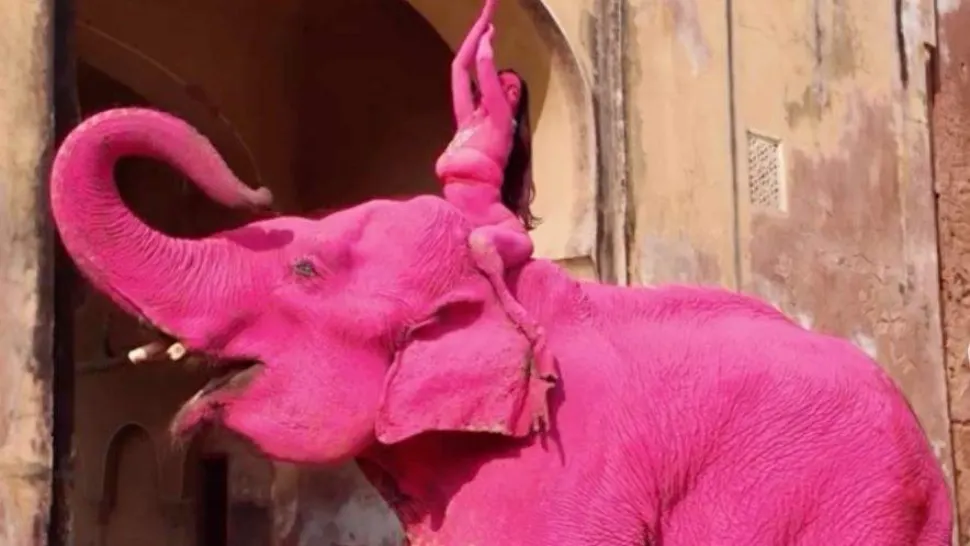 Scandal internațional: o influenceriță, criticată dur după ce un elefant vopsit roz pentru o ședință foto a murit