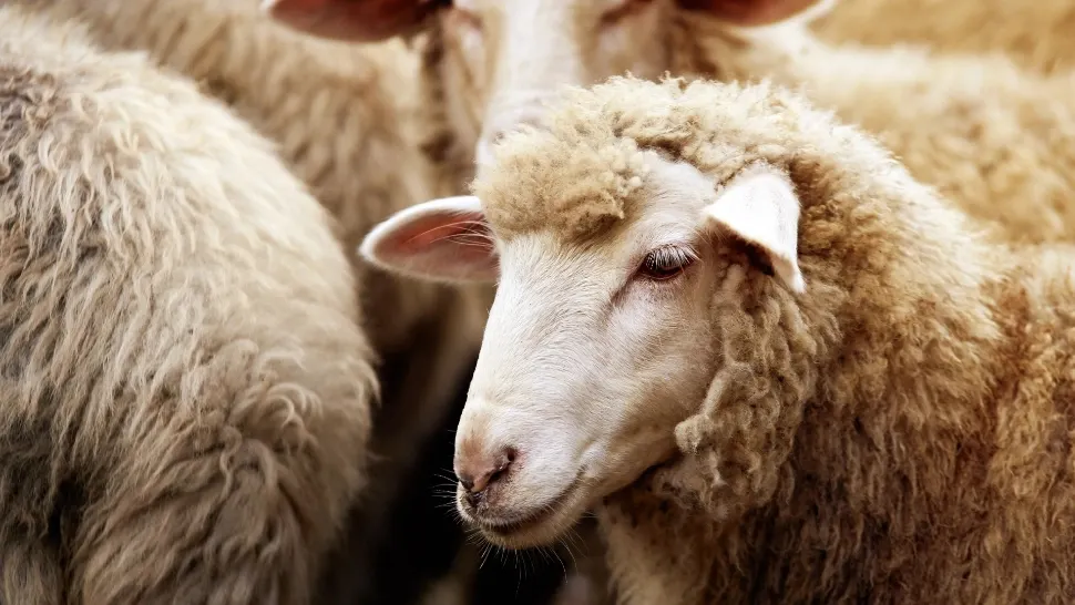 Efectele conflictului din Orientul Mijlociu ar putea fi resimțite la exporturile de ovine după Paște. Avertisemntul DSVSA Buzău