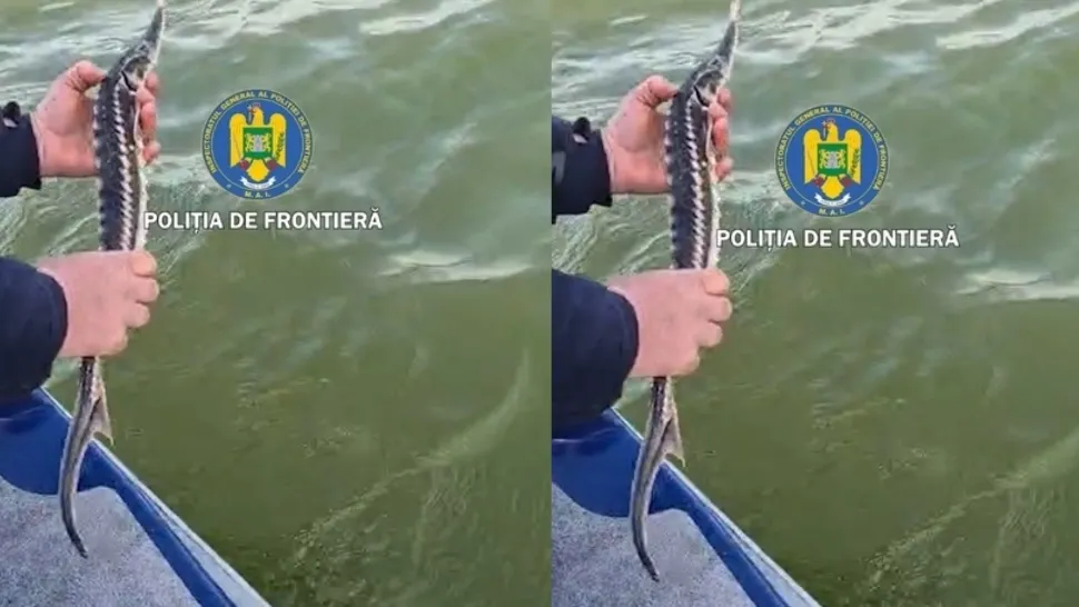Braconaj în județul Tulcea. Patru sturioni, descoperiţi de poliţiştii de frontieră în plase de pescuit