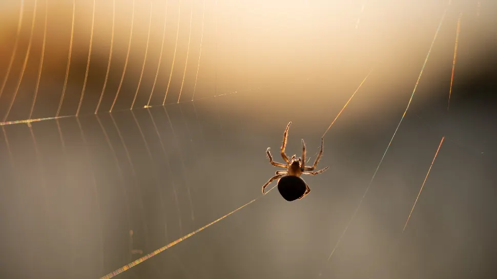 Ingredientul ieftin din bucătărie care ține insectele și păianjenii la distanță primăvara