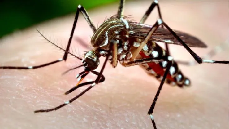 Două cazuri de infecţie cu virusul West Nile, înregistrate în luna iunie. Anunțul INSP