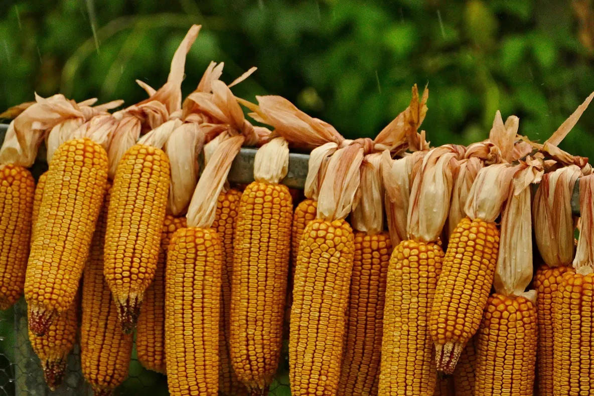 Scumpiri record ale produselor agricole de bază. Piața, supusă presiunii războaielor și secetei