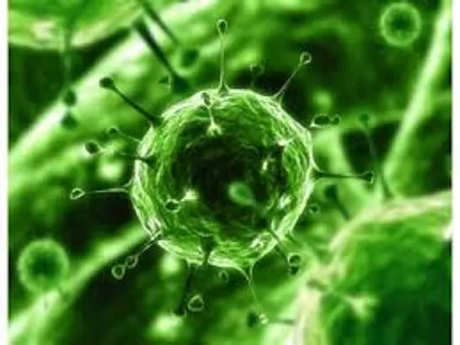 Alertă în Australia. A fost confirmat primul caz de gripă aviară H5N1 la un mamifer. O focă cu nas lung, răpusă de virus
