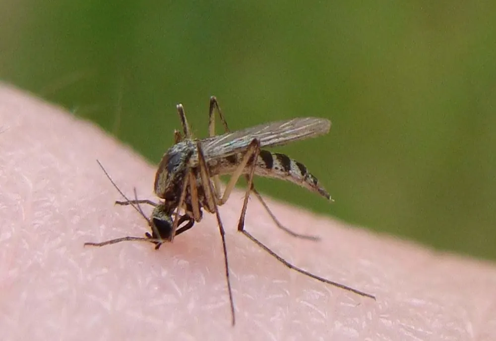 Alertă în Grecia: 110 cazuri de infectare cu virsul West Nile! 9 persoane au murit