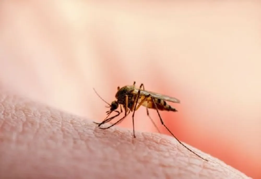 Virusul West Nile face ravagii în România. INSP: 58 de cazuri şi trei decese în acest sezon