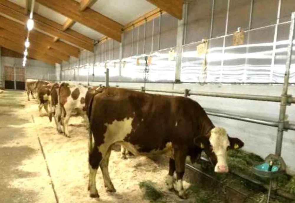 Valul de căldură afectează fermele. Canicula înjumătățește producția de lapte