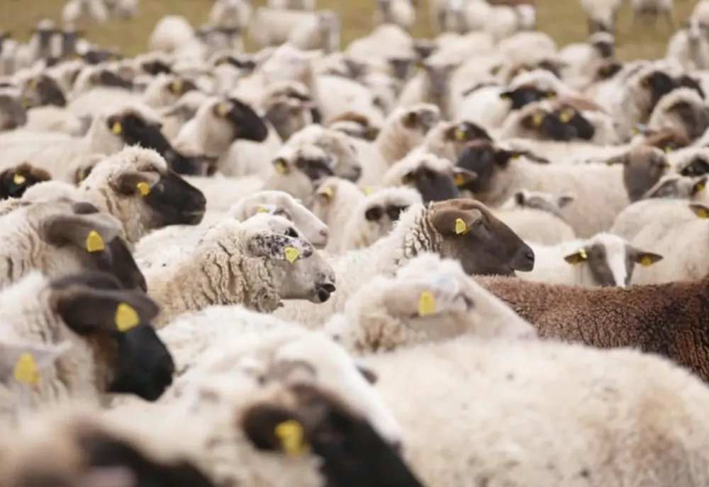 Exporturile de animale vaccinate împotriva pestei micilor rumegătoare ar putea fi deblocate în maximum o lună