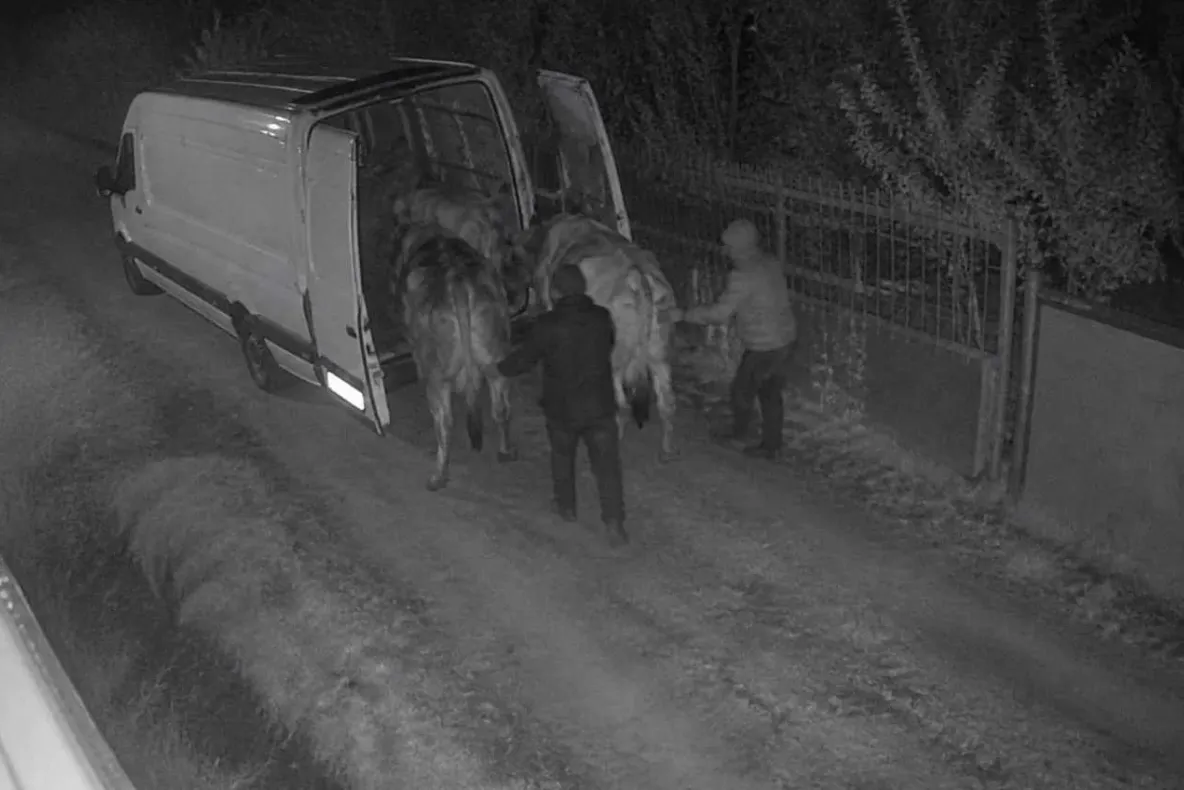 Animale furate în plină noapte! Hoții au furat inclusiv o vacă gestantă