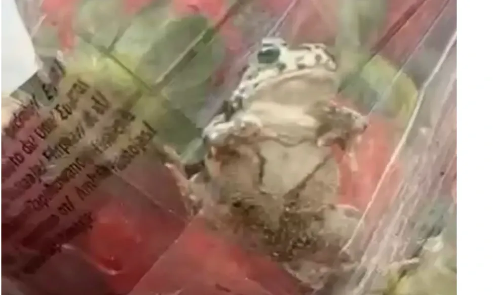 Șoc într-un supermarket din Bistrița. Un client a găsit o broască vie printre căpșuni