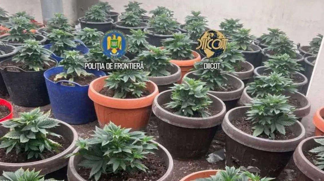 Culturi de cannabis ca în filme, găsite la Măgurele. Ghivece, fertilizanți și echipamente speciale, ridicate de procurori