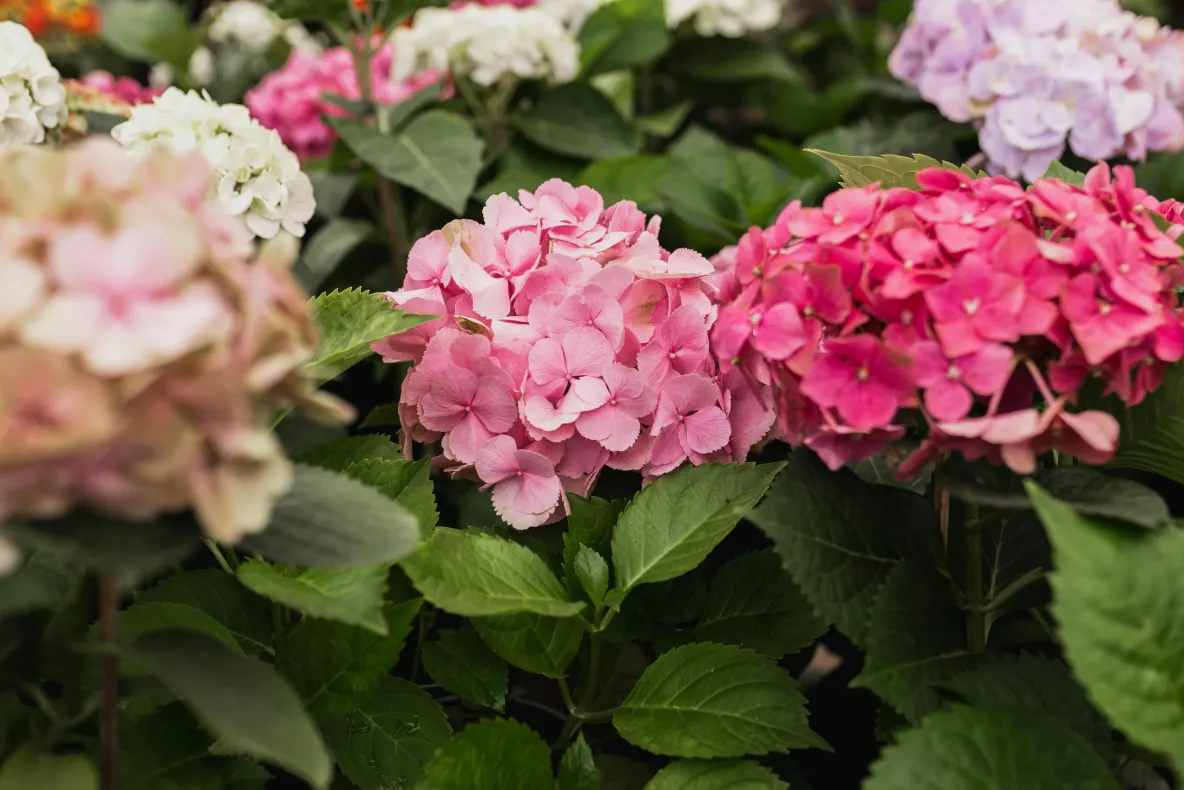 Trucul simplu care poate schimba culoarea hortensiilor. Ingredientul banal din bucătărie care influențează nuanța florilor