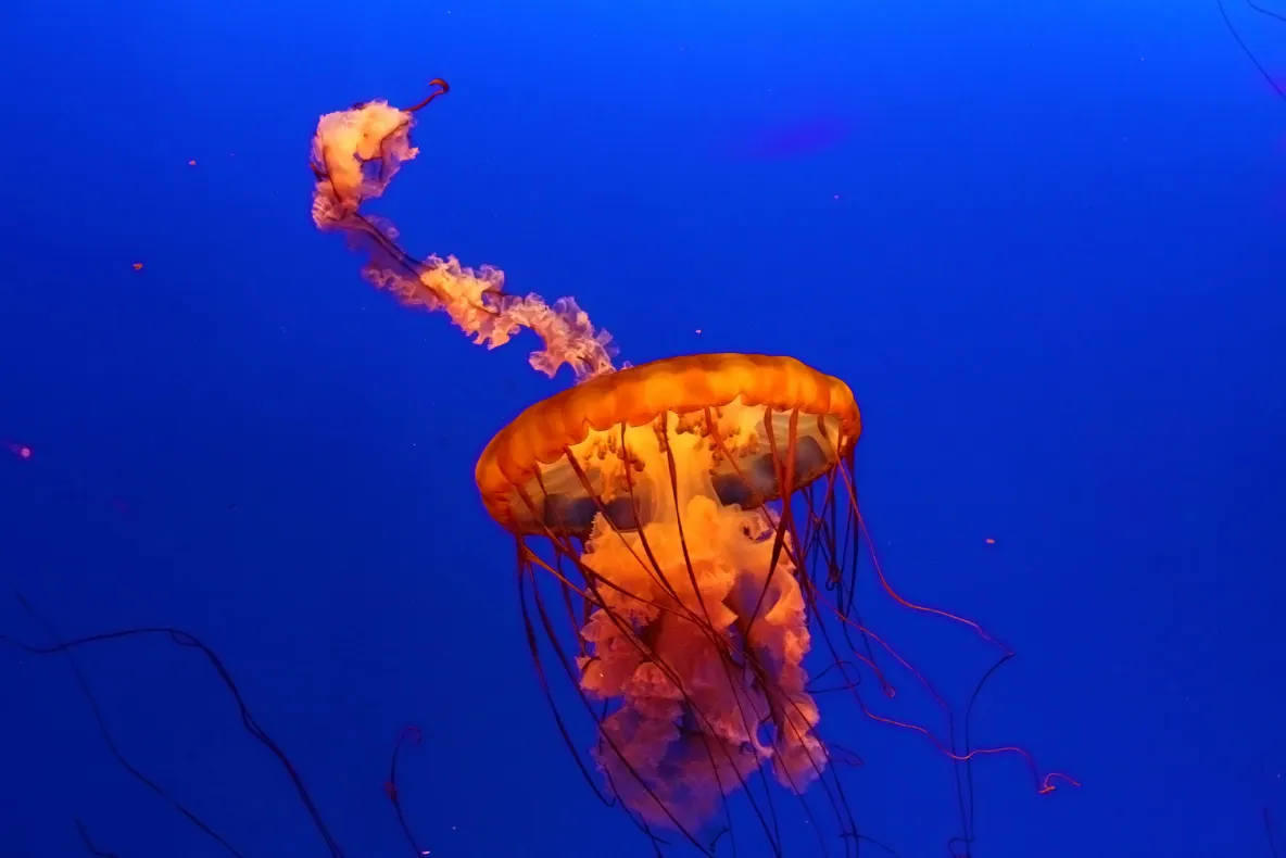 O nouă specie de meduză-cutie extrem de veninoasă a fost identificată în apropiere de Singapore