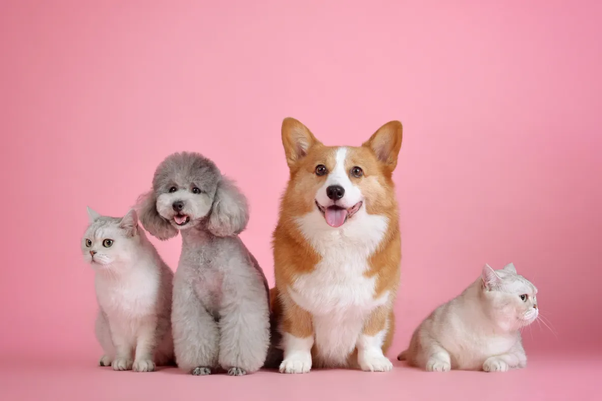 63% dintre români ar schimba locul de muncă pentru un birou pet-friendly. Beneficiul care devine tot mai important pentru angajați