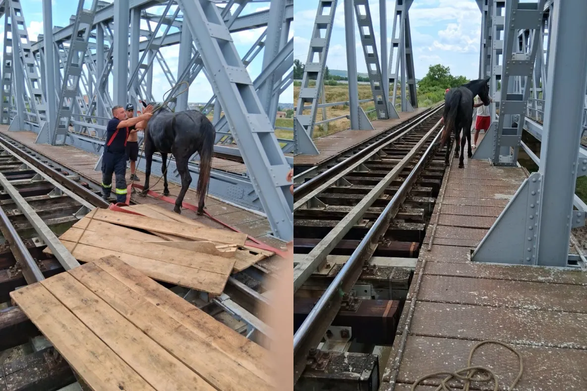 Cal rămas blocat pe o cale ferată din Bârlad. Pompierii au reușit să extragă animalul dintre șine-FOTO
