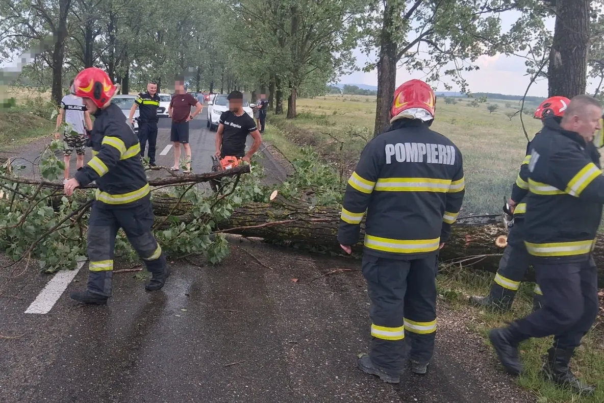 Vântul puternic a făcut prăpăd în județul Bihor. Mai mulți copaci au fost doborâți pe carosabil - FOTO/VIDEO