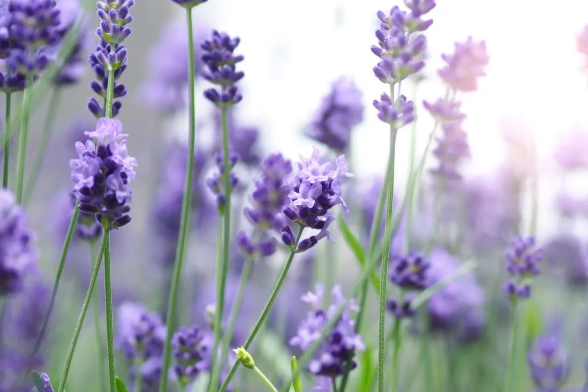 Dincolo de parfum: cum poate fi folosită lavanda în casă, pentru îngrijire personală și grădină