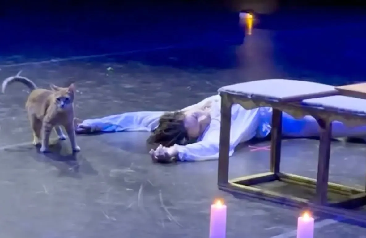 Pisică „actor principal” într-un spectacol de balet. Finalul dramatic din „Romeo și Julieta”, transformat într-un moment viral cu milioane de vizualizări