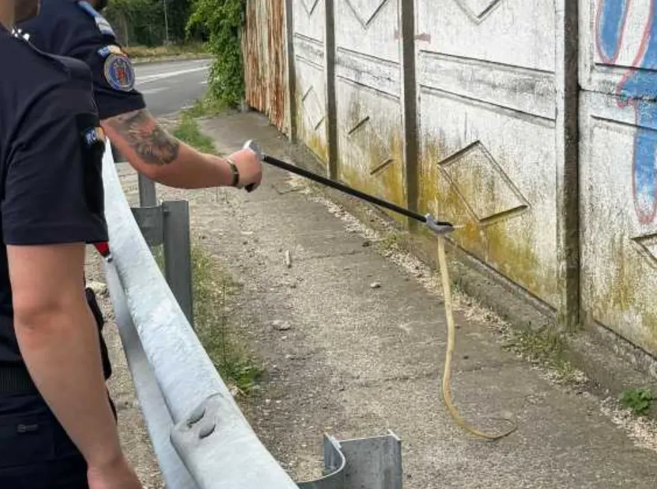 Jandarmii au prins un mega șarpe de 2 metri. Reptila se plimba nestingherită în mijlocul drumului - VIDEO