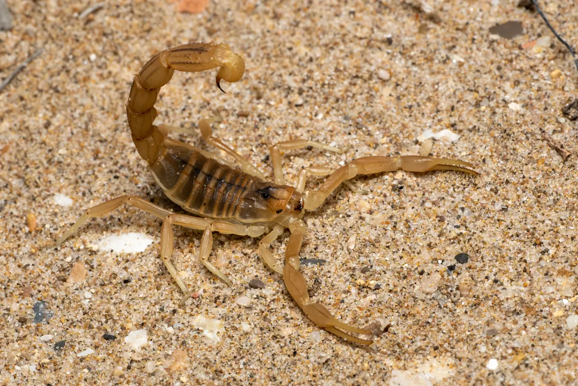 Descoperire remarcabilă: un scorpion uriaș. Ce dimensiune a avut artropodul