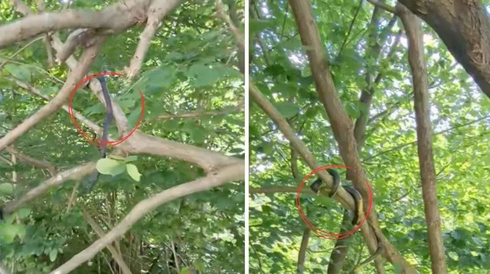 Șerpi filmați atârnând în copaci: imaginile virale care au speriat internetul. Fenomen neașteptat surprins în natură: „Ți se face pielea de găină”