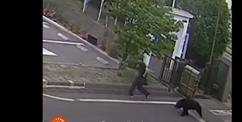 Incident neobișnuit în Japonia. Un bărbat a fost atacat de un urs în incinta unei fabrici