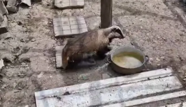  Bursuc surprins într-o gospodărie din Bacău. Animalul a intrat în adăpostul găinilor, dar nu a provocat nicio pagubă