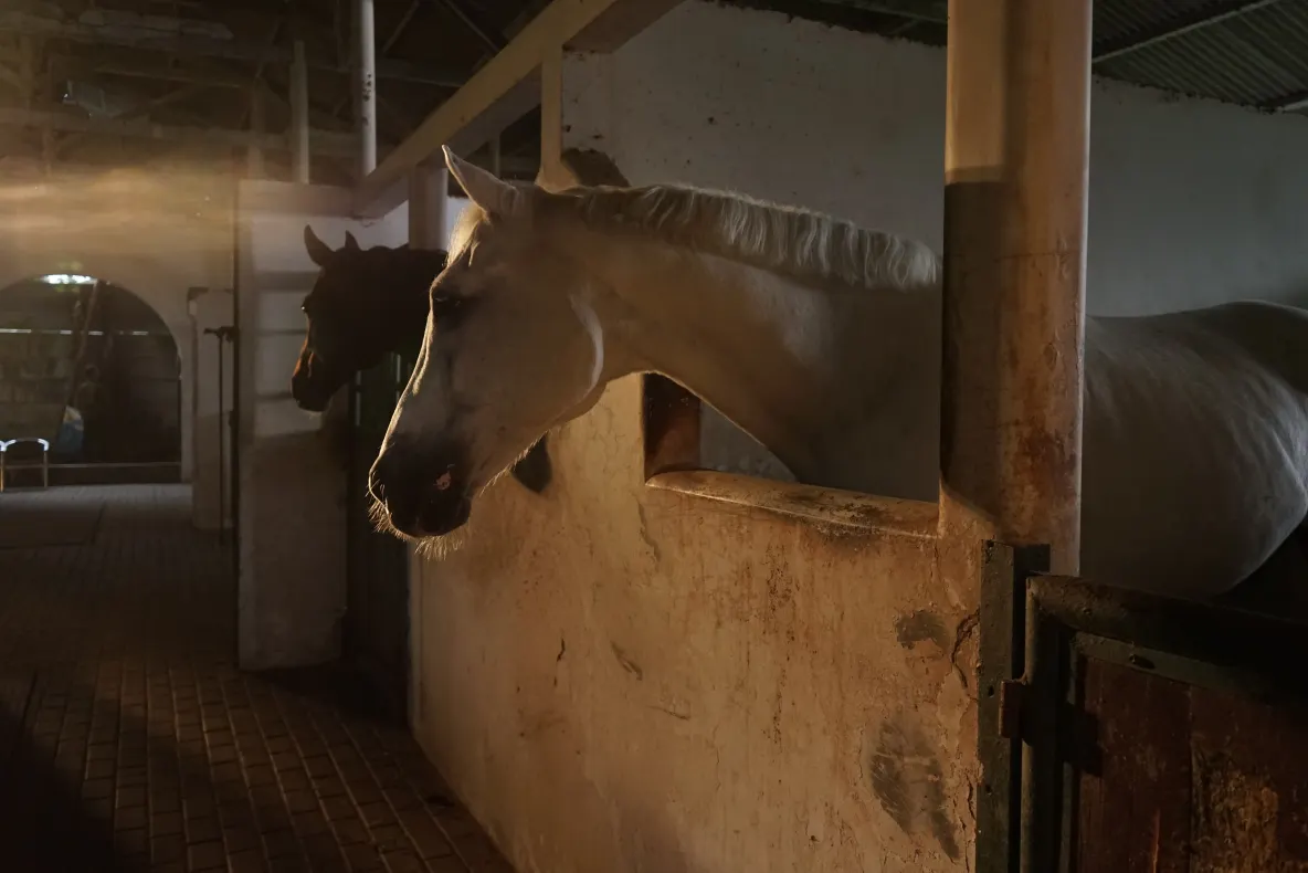 Bărbat din Suceava, rănit după ce a fost târât de propriul cal. Animalul s-a speriat de furtună și a luat-o la galop