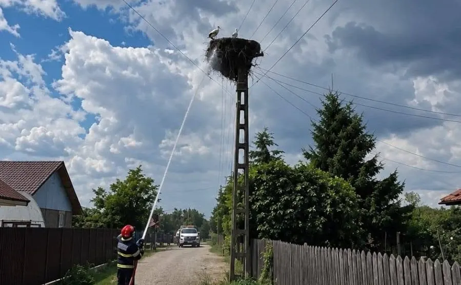 Misiune inedită pentru pompierii din Buzău: au salvat trei berze dintr-un cuib cuprins de flăcări