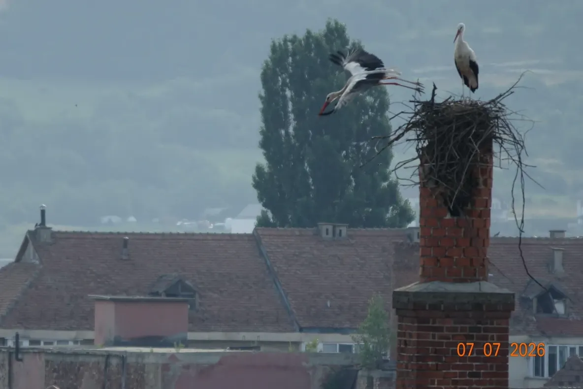 Imagini virale – O familie de berze din Sibiu își repară cuibul distrus de furtună – FOTO
