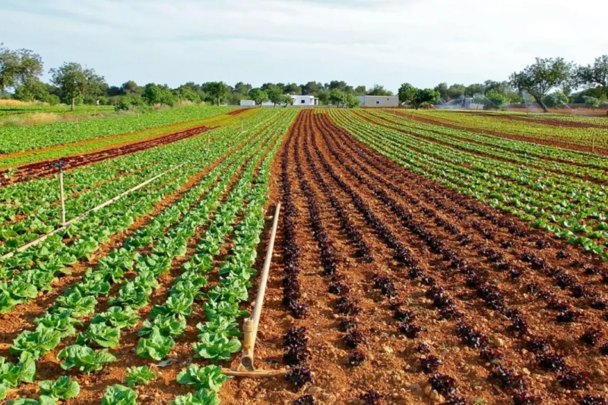 Temperaturile extreme influențează negativ culturile de legume. Agricultorii sunt disperați 
