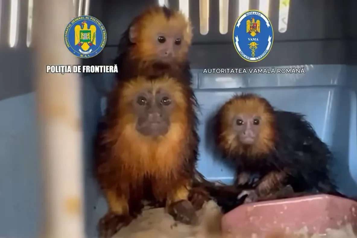 Patru maimuțe găsite în portbagajul unei mașini în Vama Moravița. Povestea incredibilă spusă de șoferiță - VIDEO