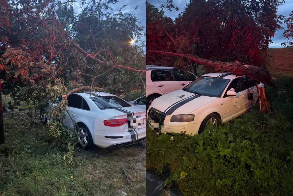 Rafale puternice de vânt în Satu Mare. Trei autoturisme, avariate de un copac căzut