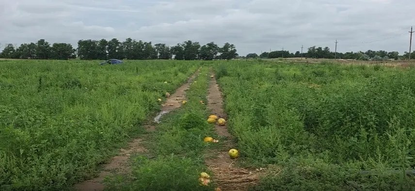 Producția de pepeni, afectată grav de vremea extremă. Pepenii de Dăbuleni putrezesc pe câmpuri