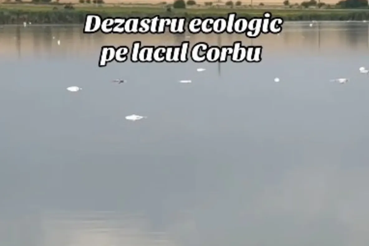 Sute de pești au murit în lacul Corbu. Autoritățile au început ancheta și analizează probele de apă și pește
