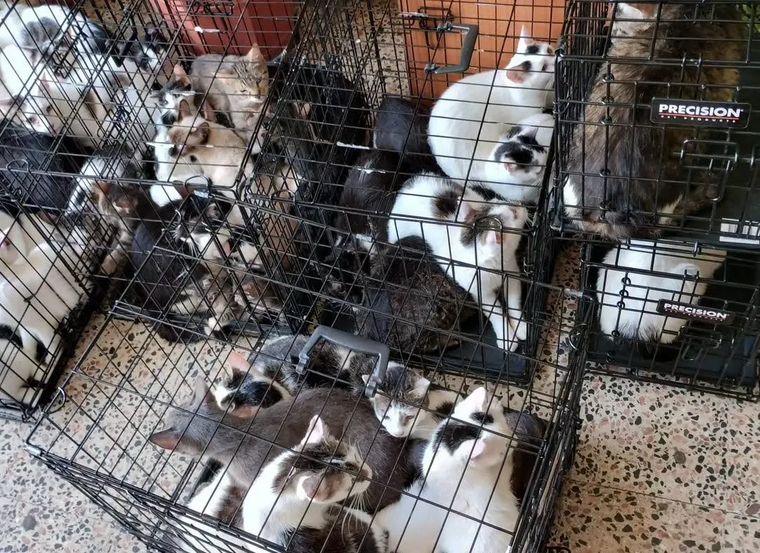 Peste 100 de pisici, găsite în condiții improprii într-un apartament din Capitală: animalele au fost relocate