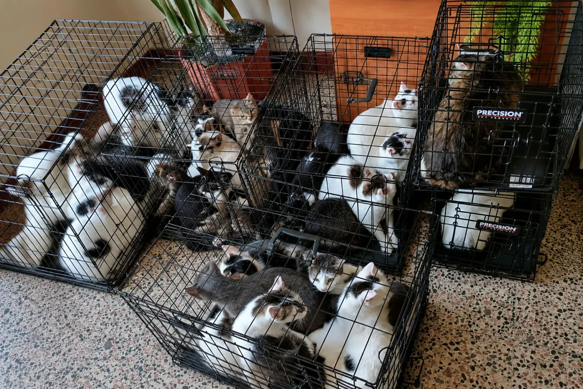 Peste 100 de pisici, găsite în condiții improprii într-un apartament din Capitală: animalele au fost relocate