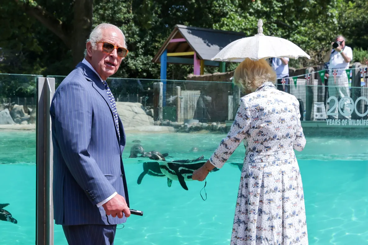 Regele Charles și regina Camilla, vizită la Grădina Zoologică din Londra, în plin val de caniculă. „Aș vrea să mă alătur pinguinilor în bazin”, a glumit monarhul 