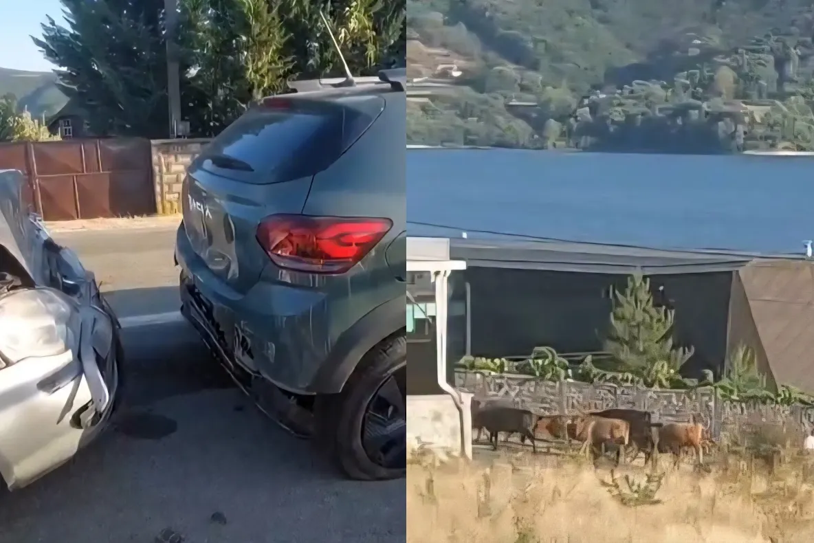Accident rutier pe DN 57, după ce mai multe vaci au ajuns pe șosea. Proprietarul animalelor a fost amendat