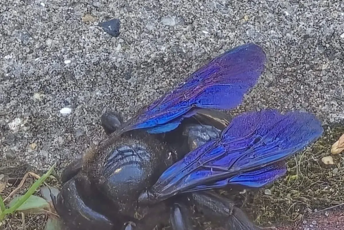 Vietate spectaculoasă descoperită într-o curte din Suceava. Femeia a rămas mută de uimire