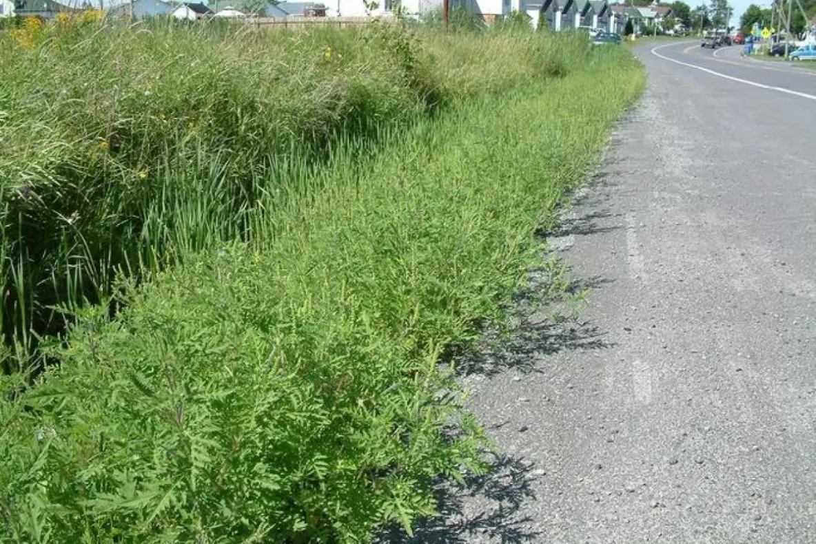Amenzi de mii de lei pentru ambrozia din curte: cine e obligat prin lege s-o distrugă