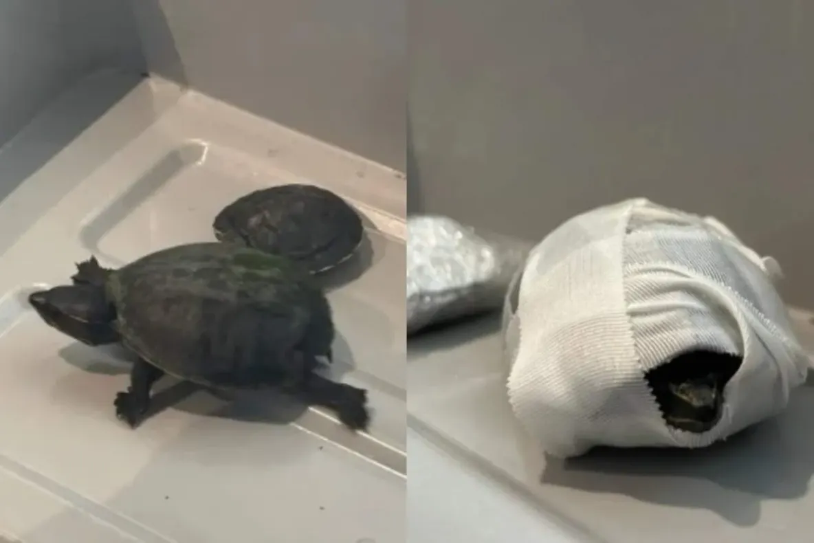 Două broaște țestoase, ascunse în sutienul unei femei la aeroport. Scanerul TSA a dezvăluit totul